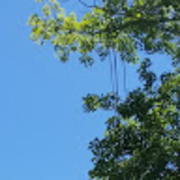 Meet your Posher, Bayla - Picture 1 of 1